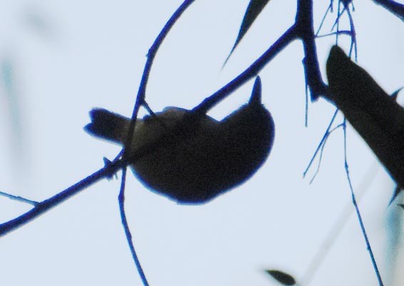 Olivgrau-Ameisenvogel - ML643528720