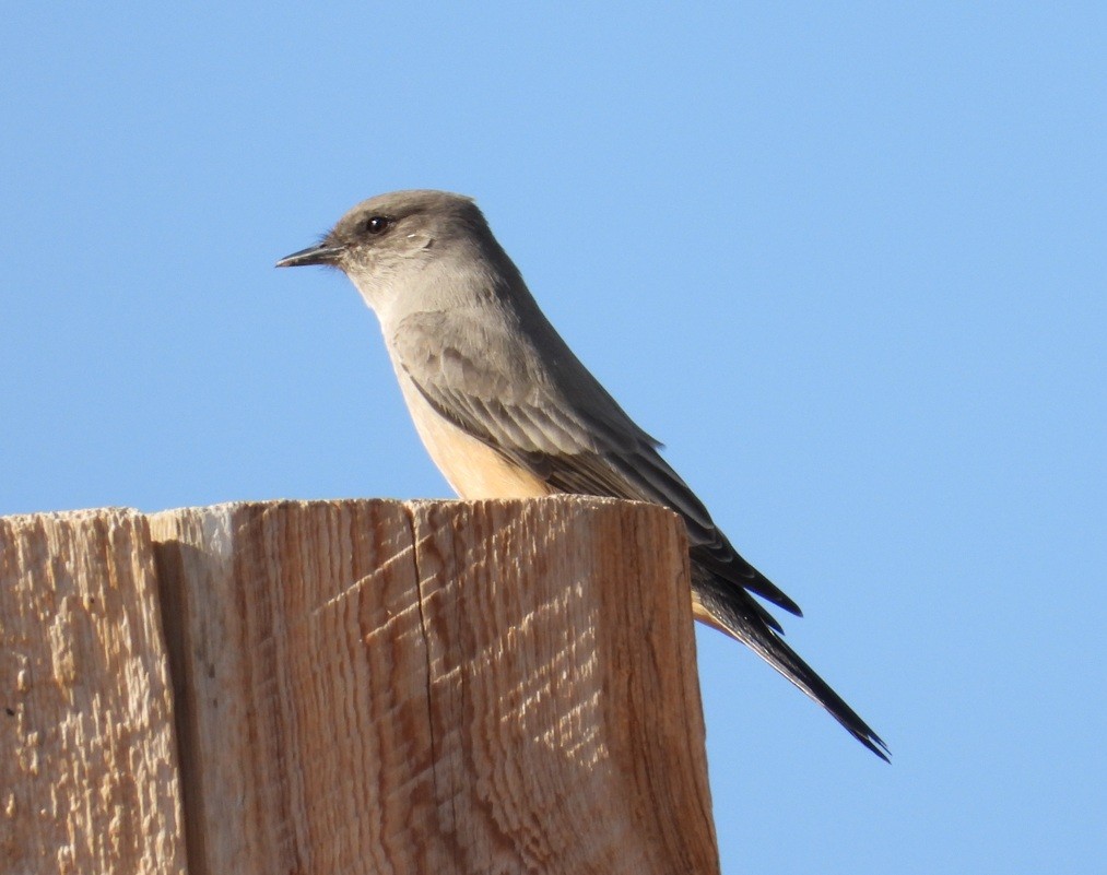 Say's Phoebe - ML643528723