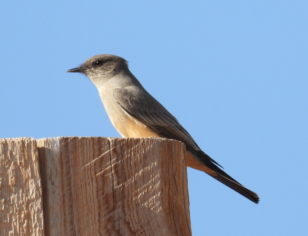 Say's Phoebe - ML643528724