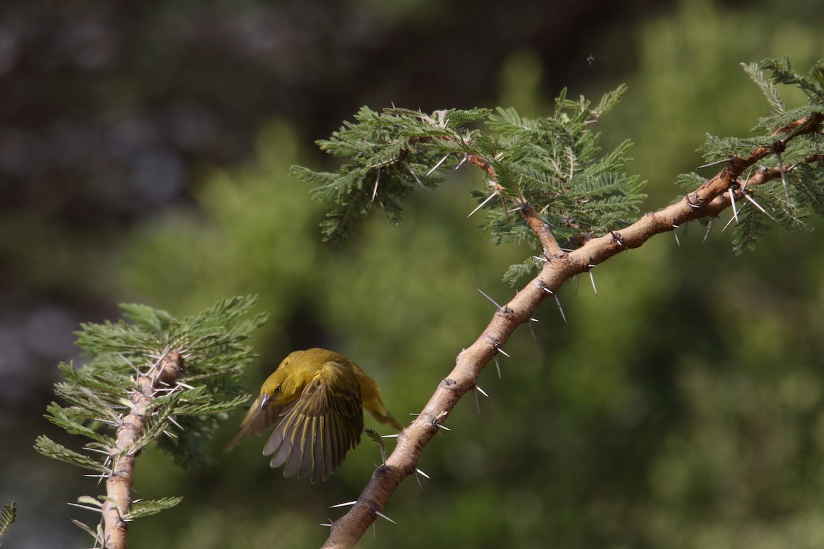 Holub's Golden-Weaver - ML643528725