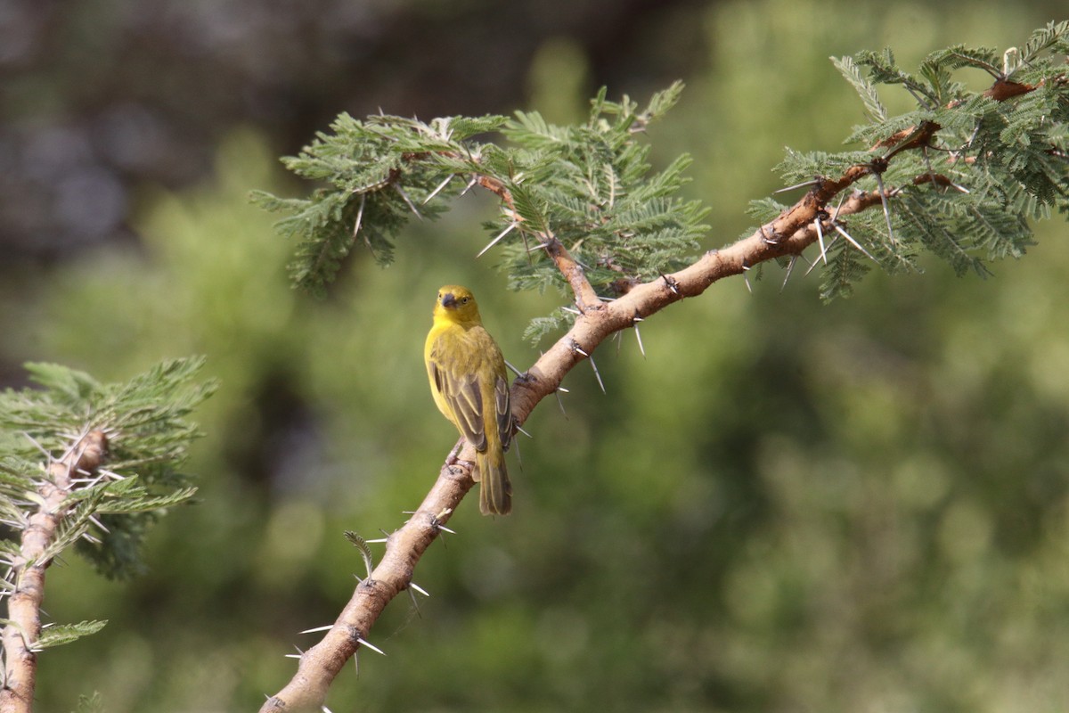 Holub's Golden-Weaver - ML643528726