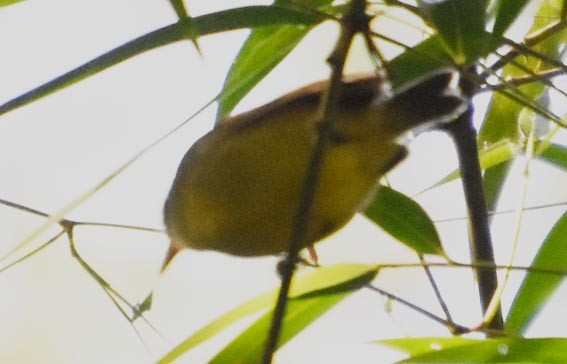 Olivgrau-Ameisenvogel - ML643528727