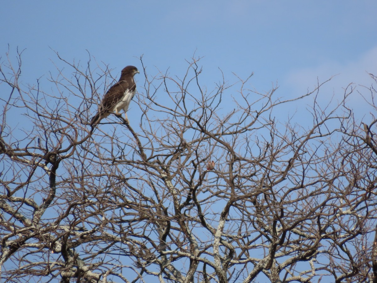 Black-chested Snake-Eagle - ML643528729