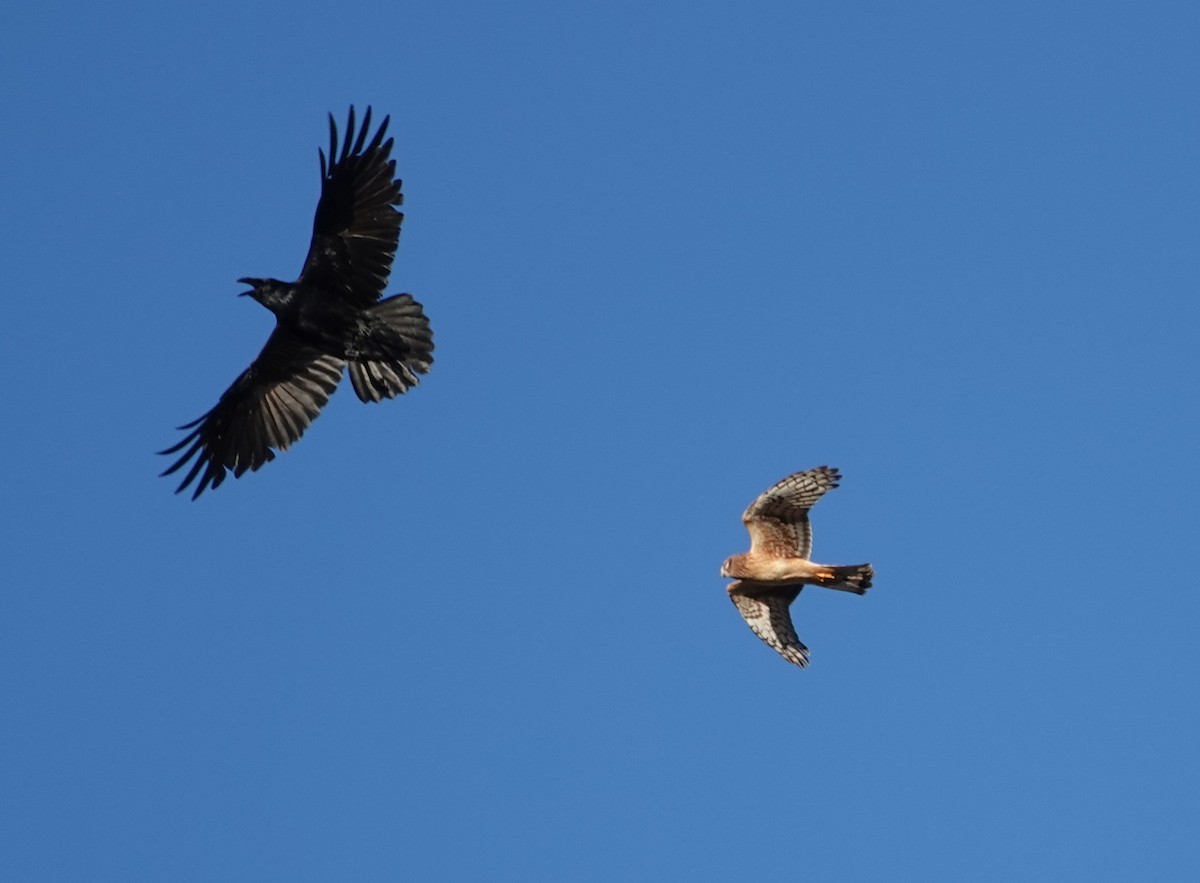 Common Raven - ML643528744