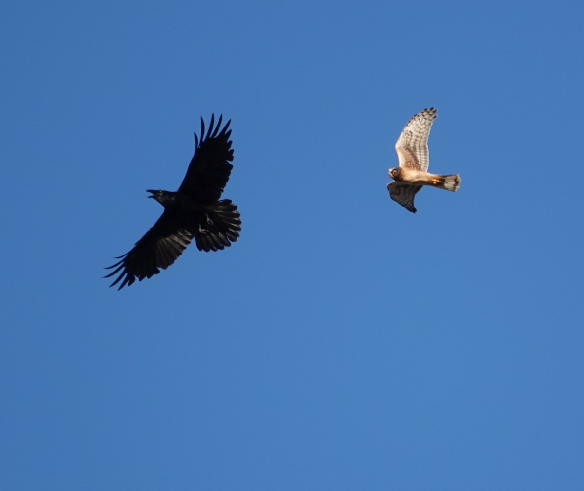 Common Raven - ML643528745