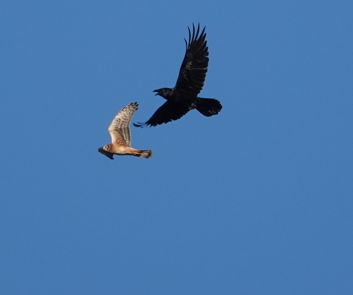 Common Raven - ML643528746