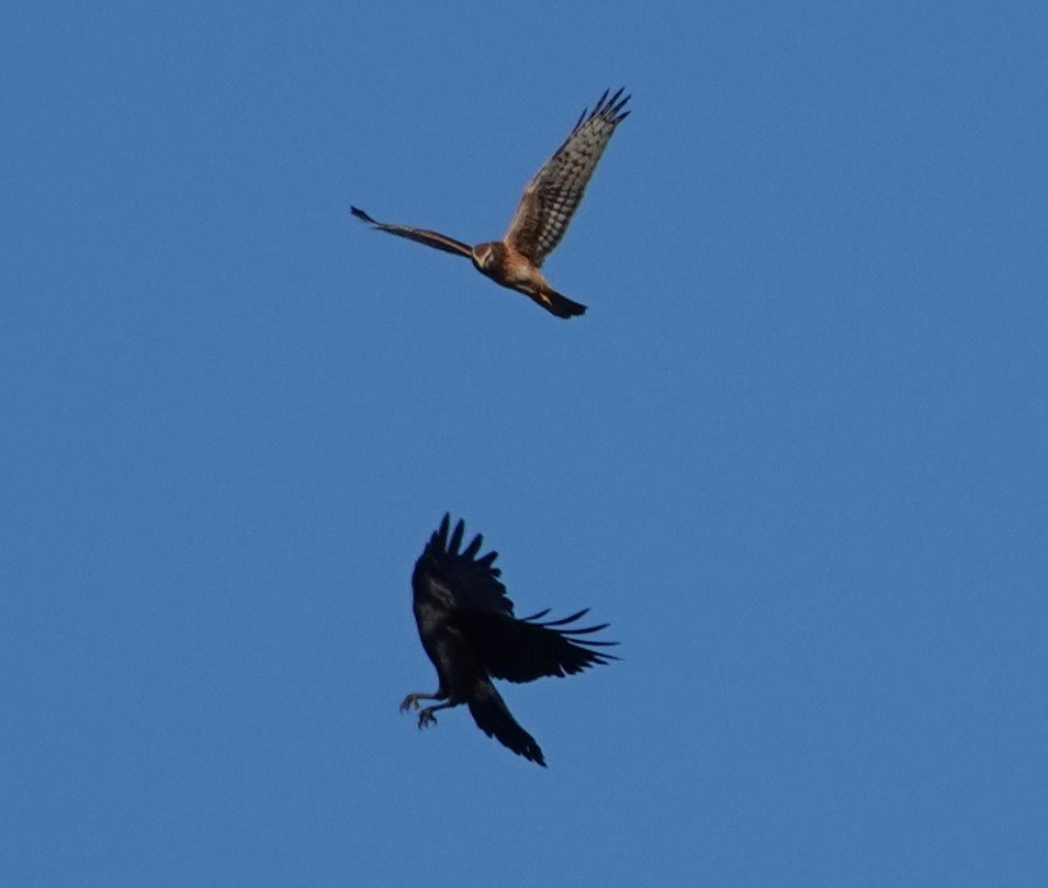 Common Raven - ML643528747