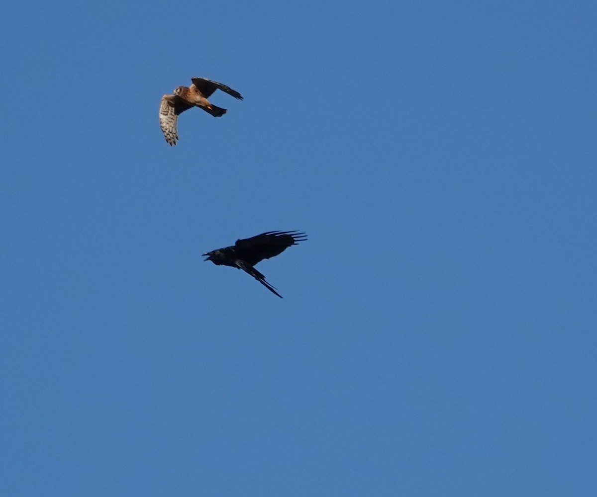 Common Raven - ML643528748