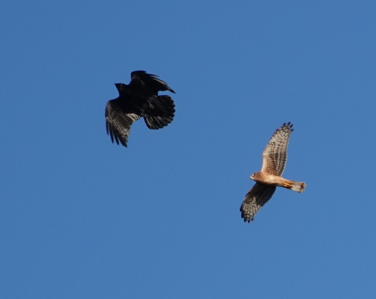 Common Raven - ML643528749