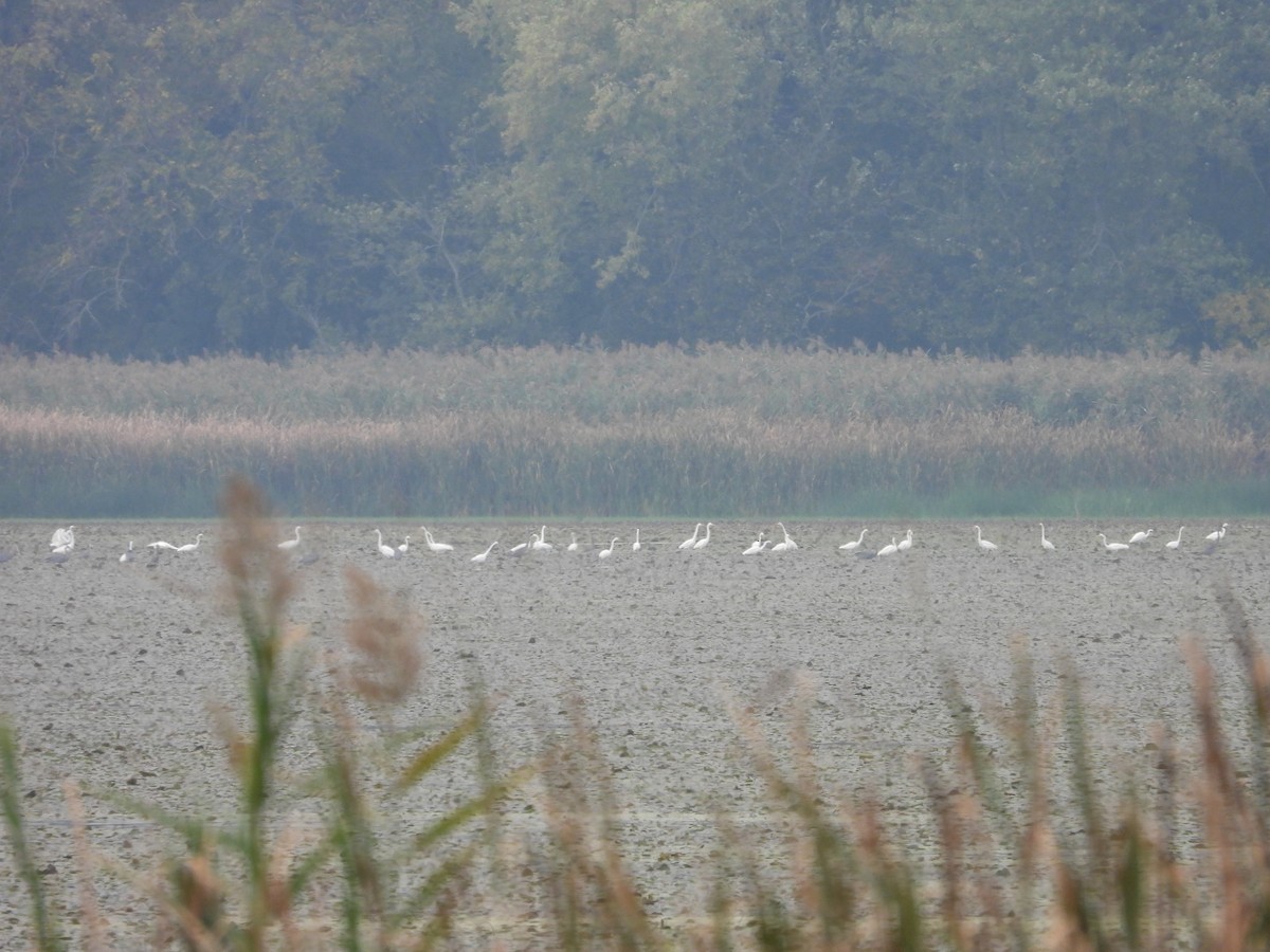 Great Egret - ML643528754