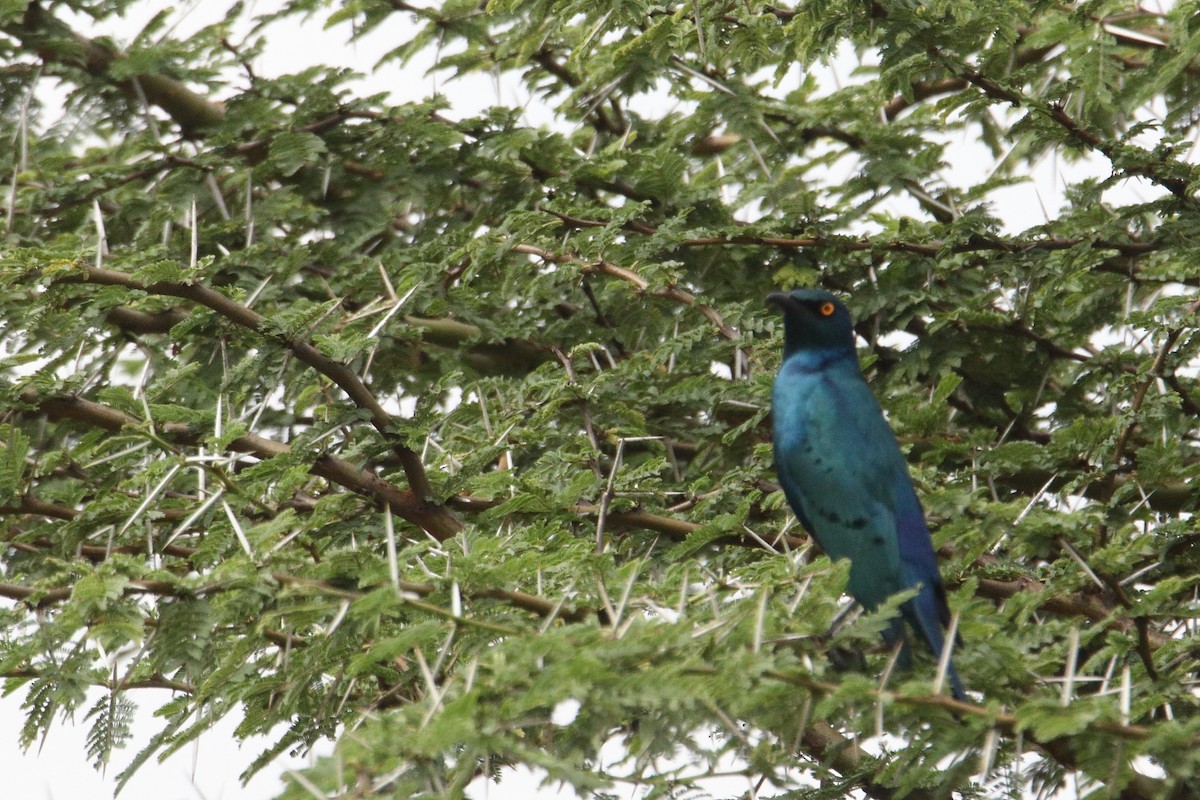 Greater Blue-eared Starling - ML643528757