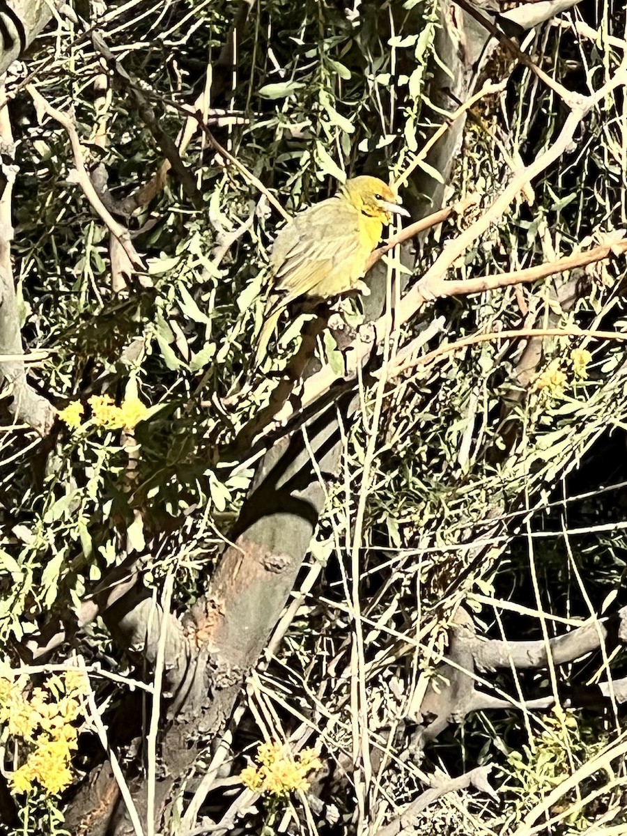 Hepatic Tanager - ML643528771