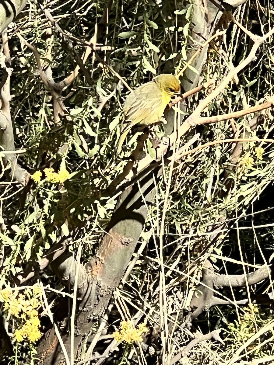 Hepatic Tanager - ML643528772