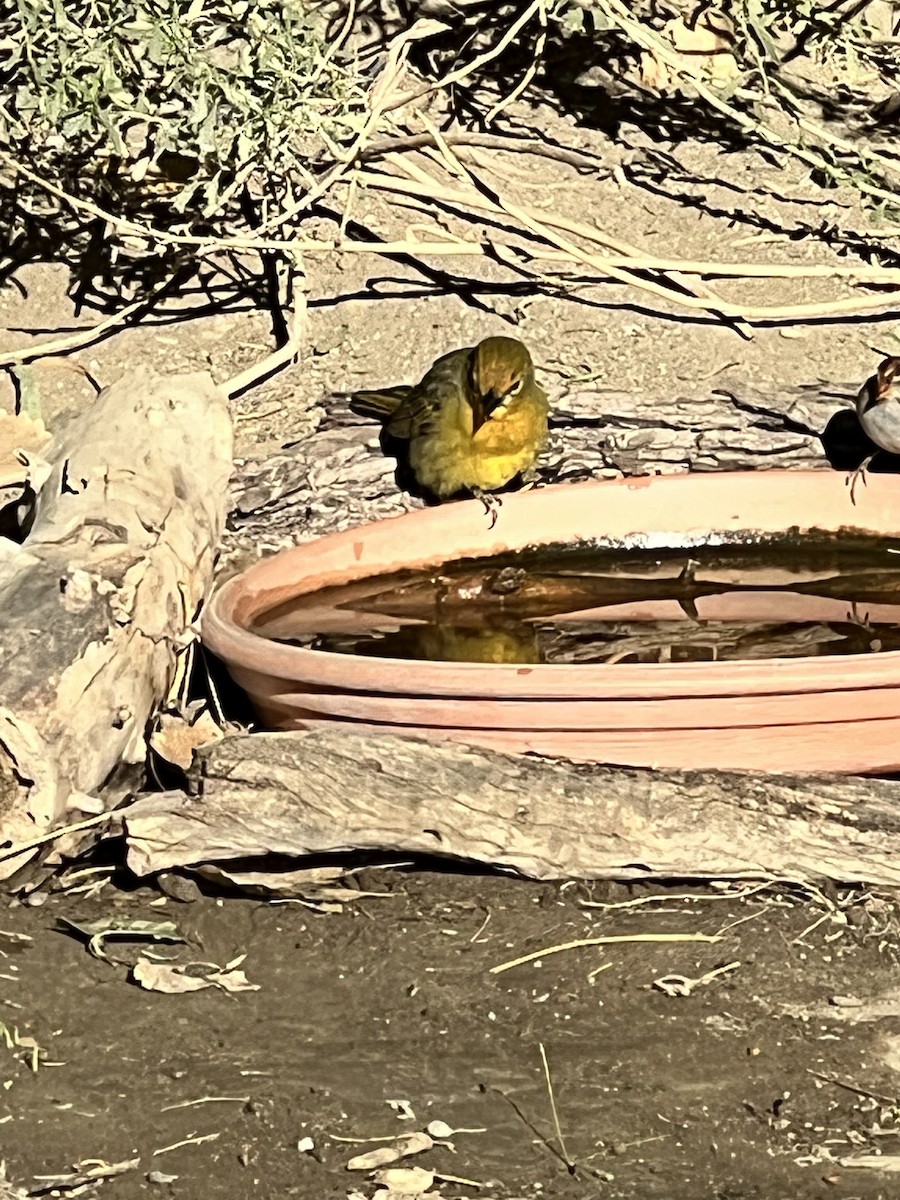 Hepatic Tanager - ML643528773