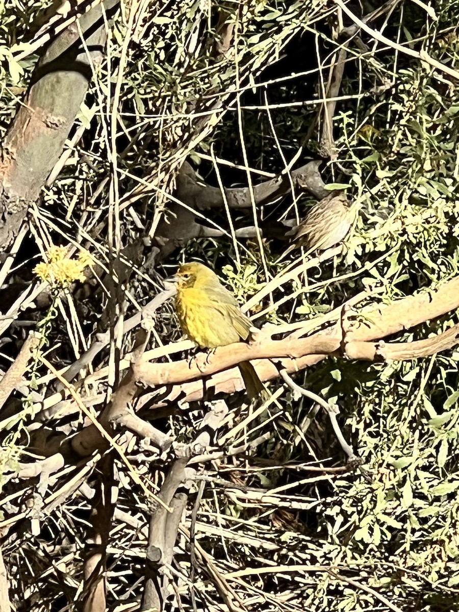 Hepatic Tanager - ML643528774