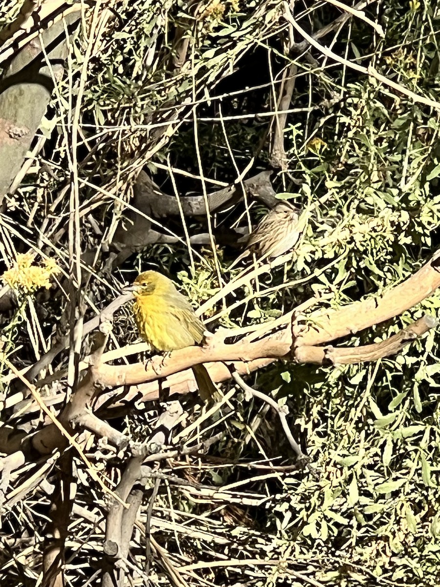 Hepatic Tanager - ML643528775