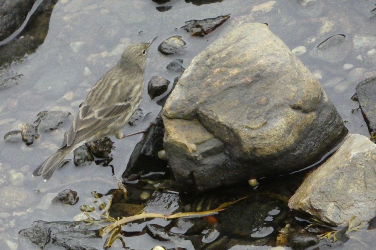 Rock Pipit - ML643528776