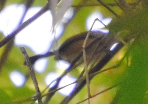 Long-billed Gnatwren - ML643528782