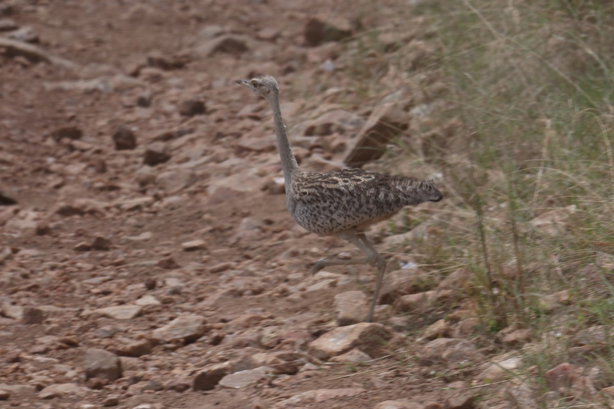 White-bellied Bustard - ML643528789