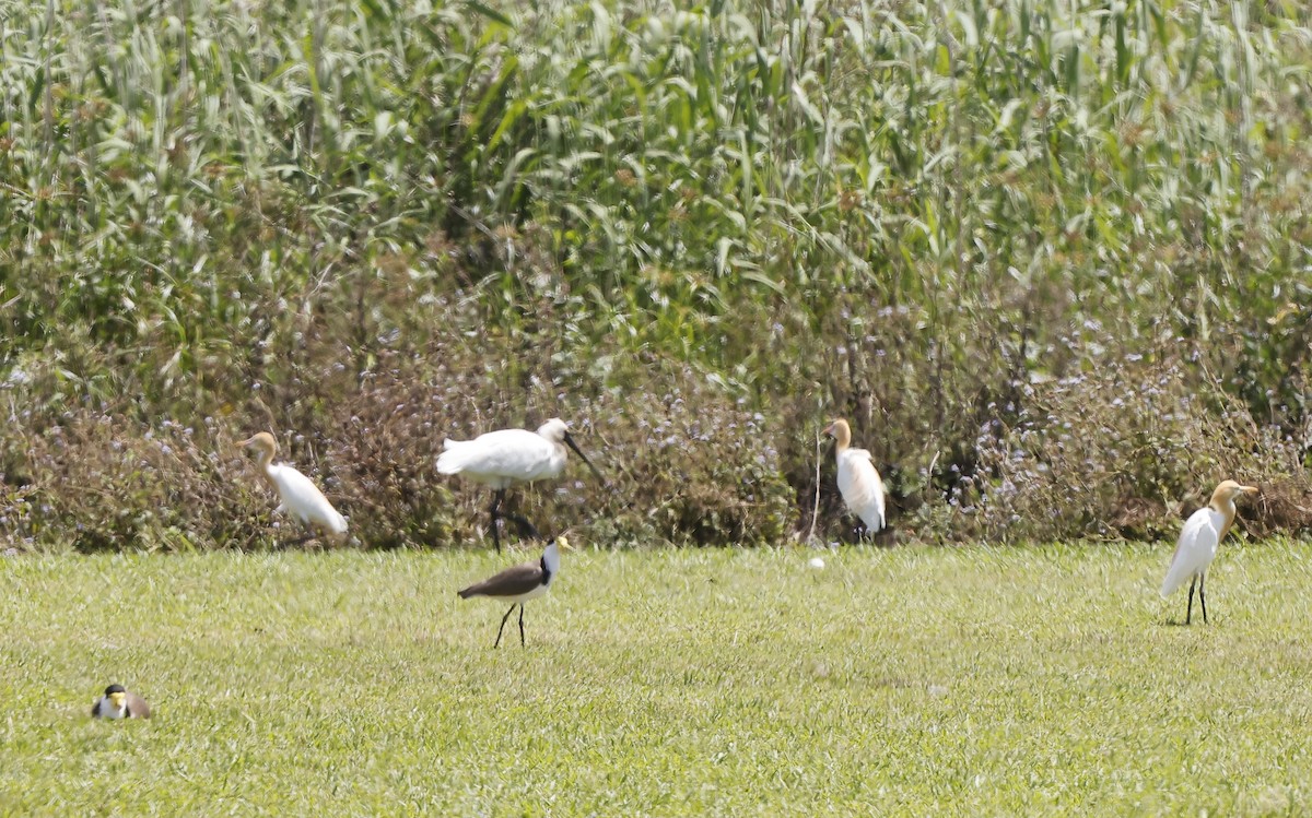 Royal Spoonbill - ML643528808