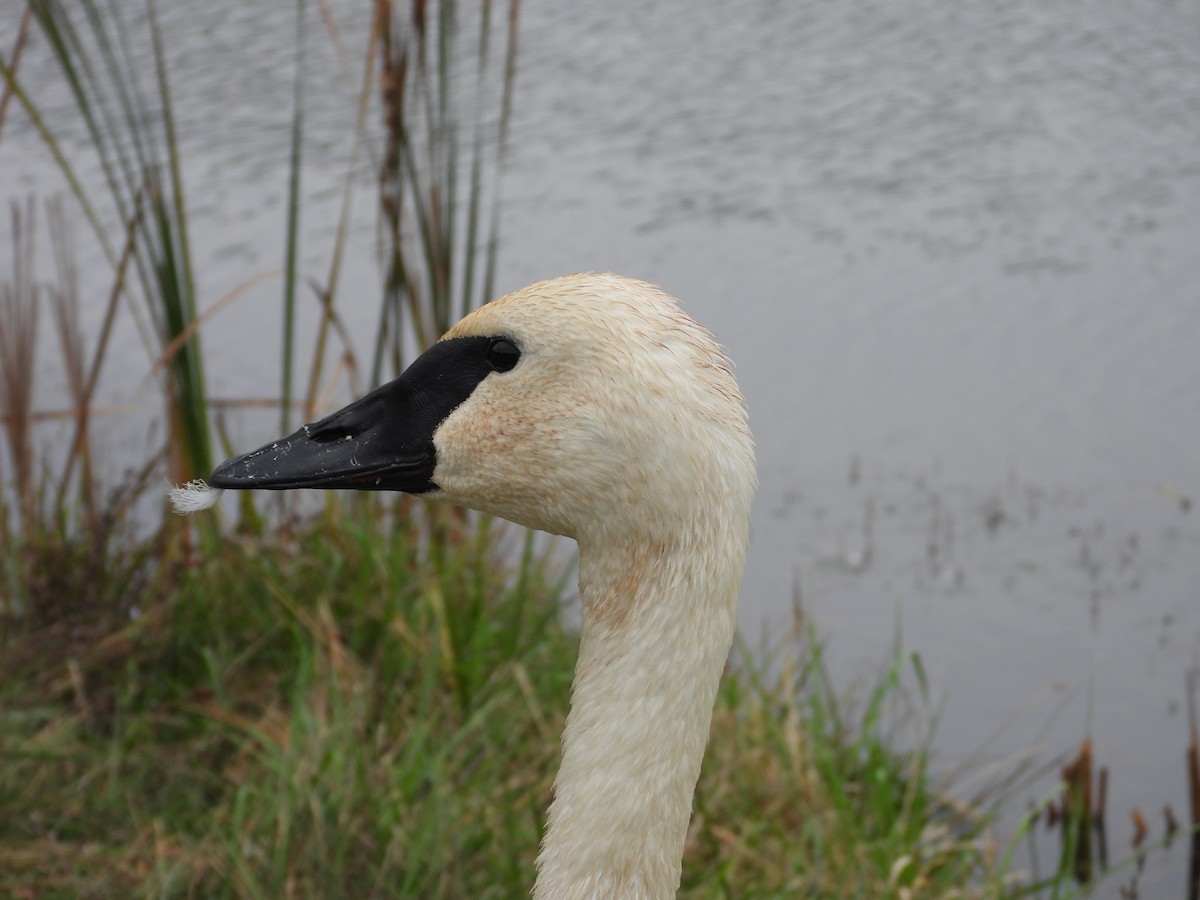 Trumpeter Swan - ML643528809