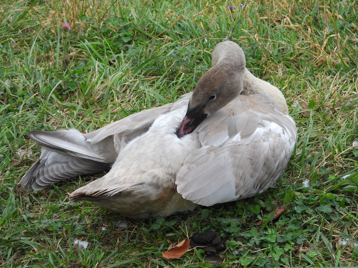 Trumpeter Swan - ML643528810