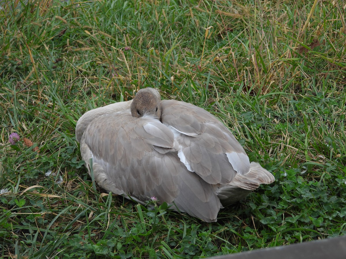 Trumpeter Swan - ML643528811