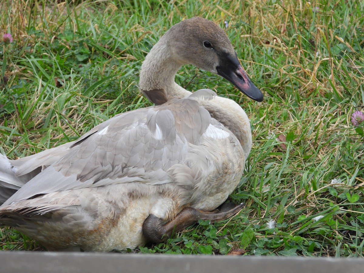 Trumpeter Swan - ML643528812