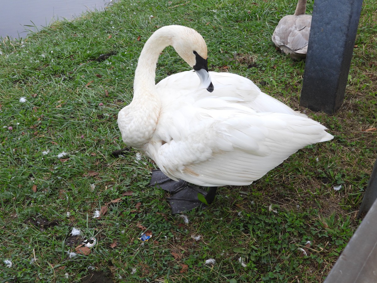 Trumpeter Swan - ML643528813