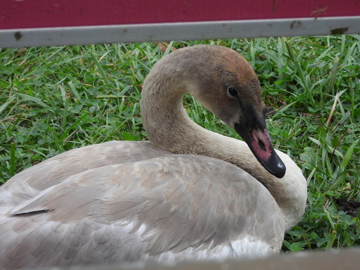 Trumpeter Swan - ML643528814