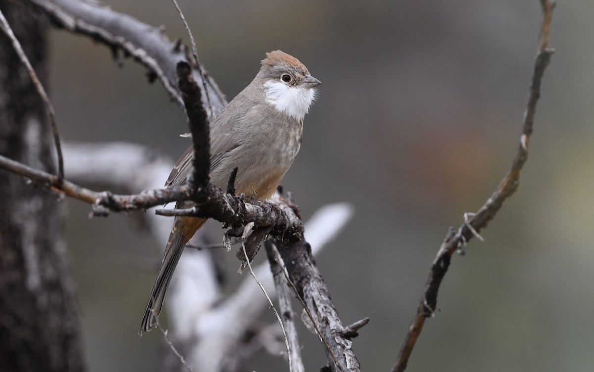 Canyon Towhee - ML643528828
