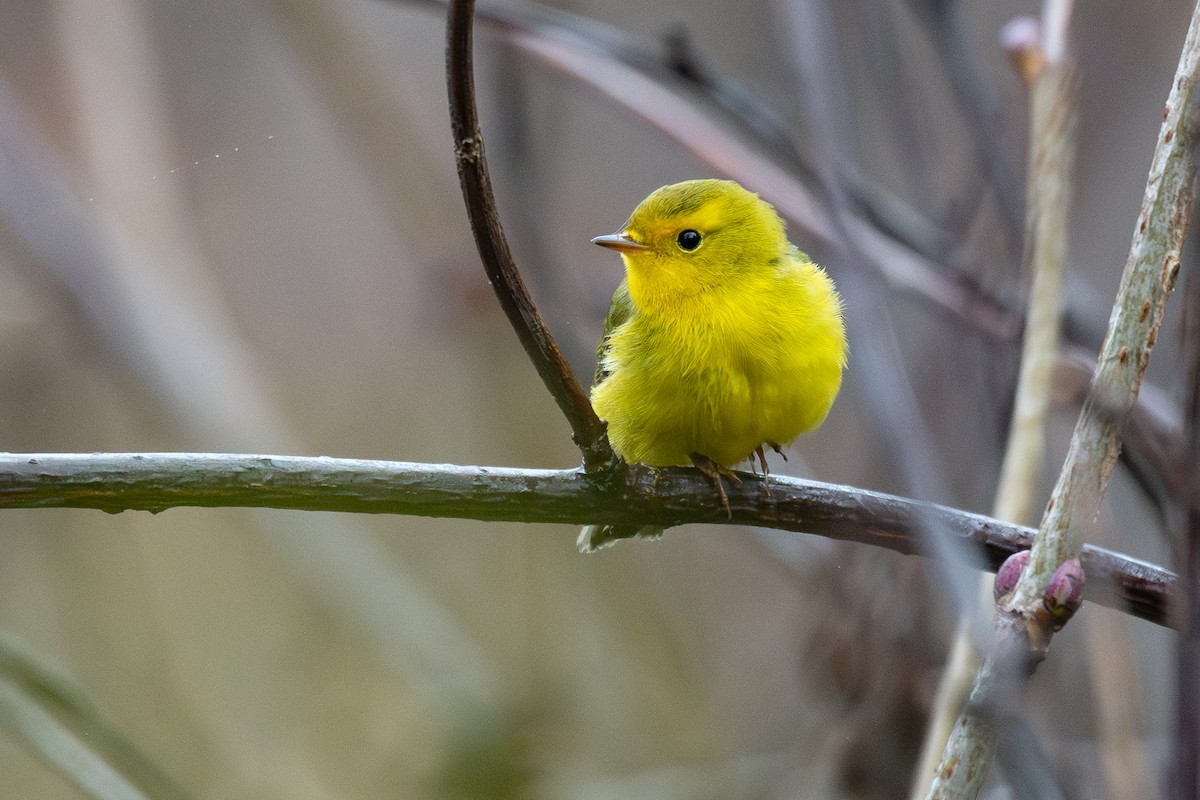 Wilson's Warbler - ML643528831
