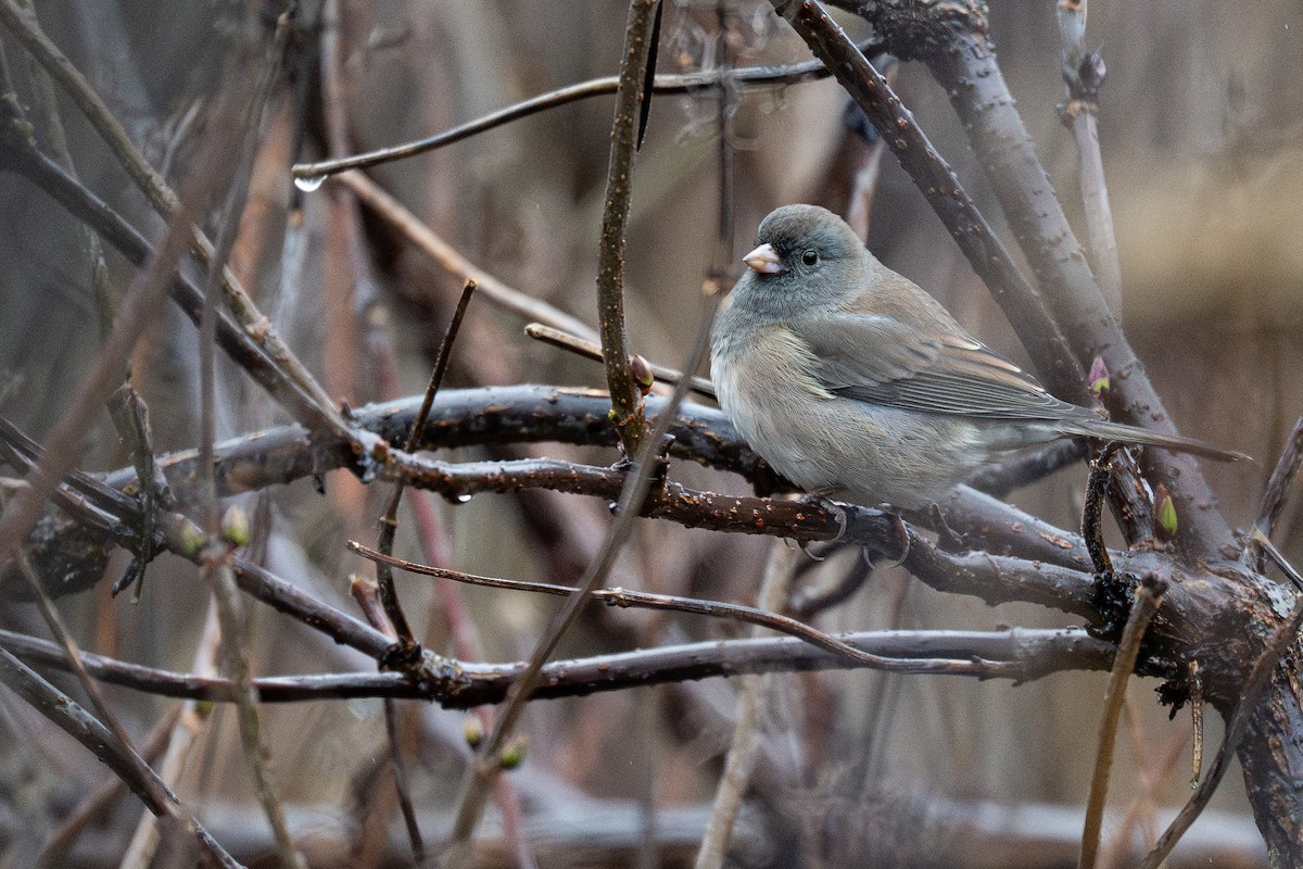 Dark-eyed Junco - ML643528841