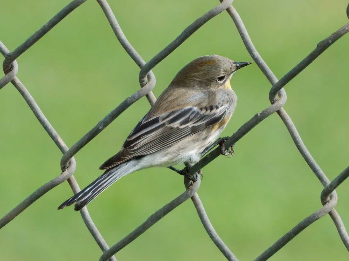 Kronenwaldsänger (Audubonwaldsänger) - ML643528860