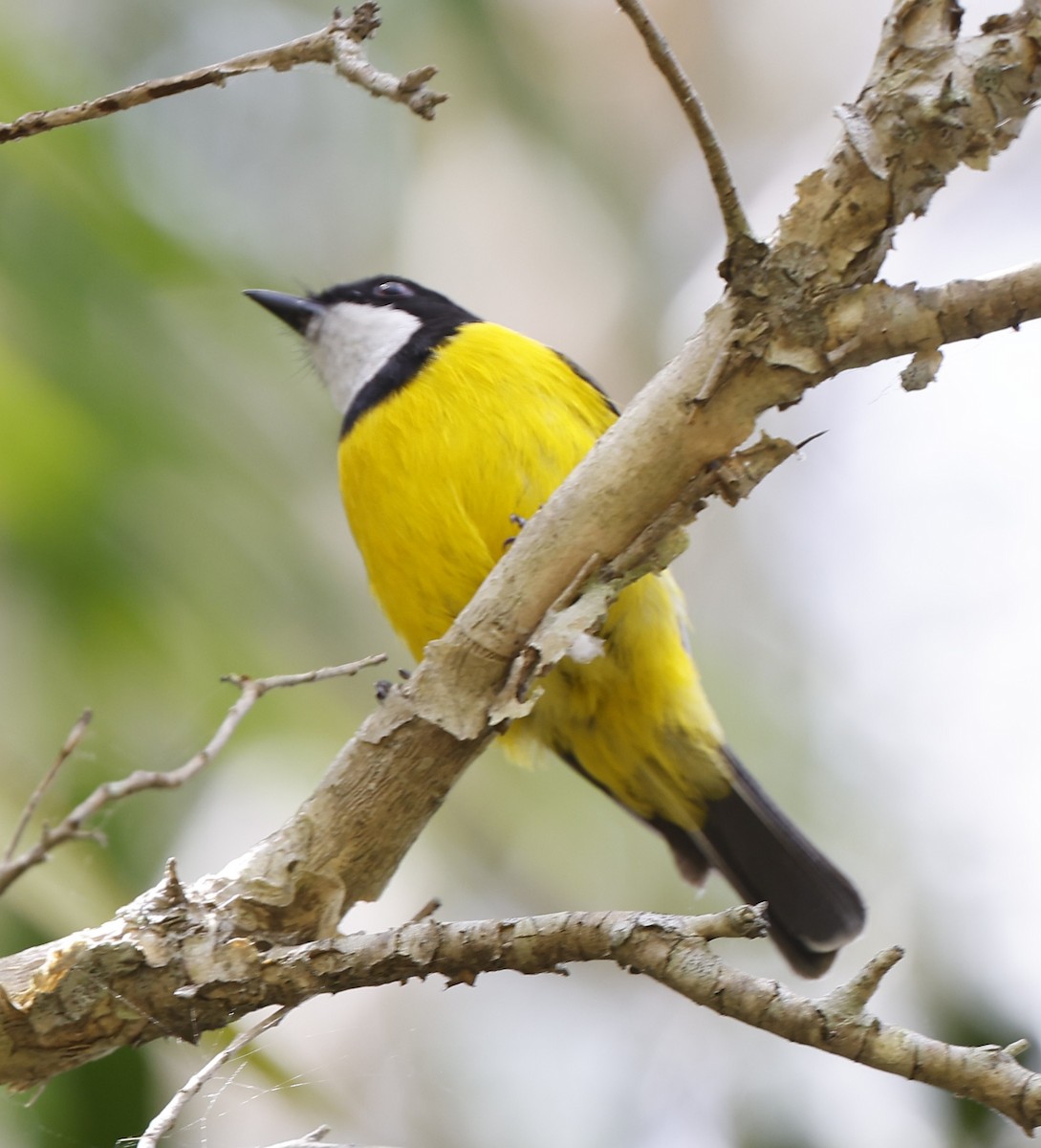 gullplystrer (pectoralis gr.) - ML643528863