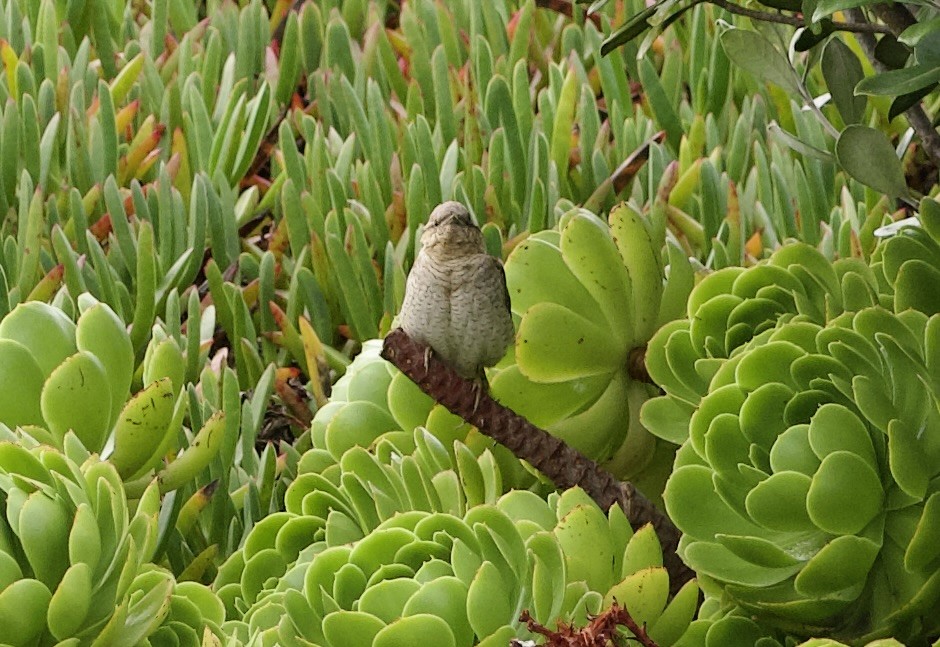 Eurasian Wryneck - ML643528884