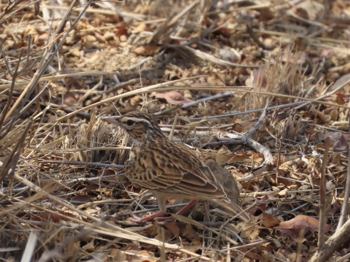 Sabota Lark - ML643528885