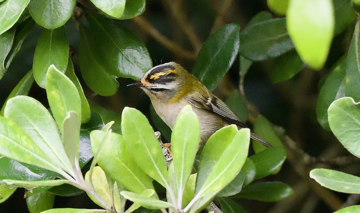 Common Firecrest - ML643528888