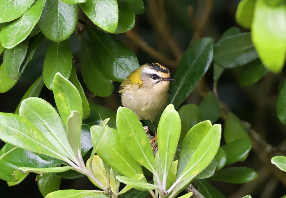 Common Firecrest - ML643528889
