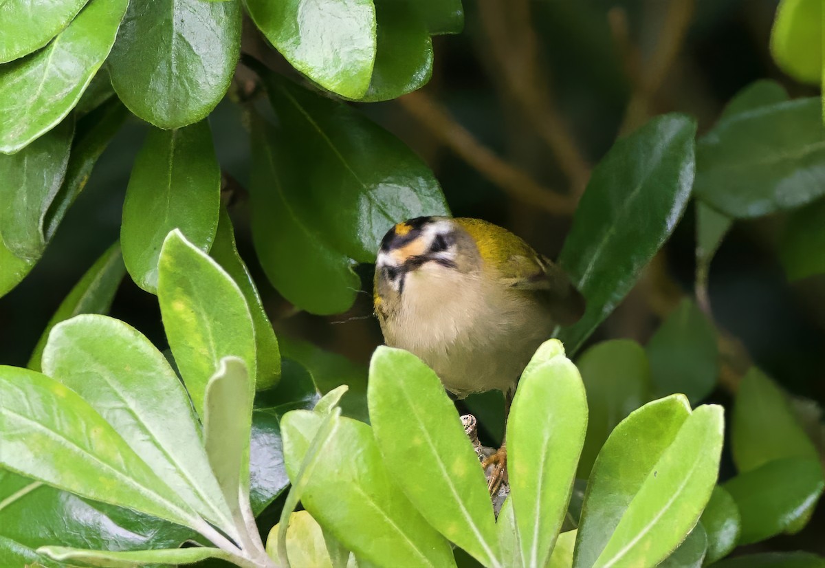 Common Firecrest - ML643528890