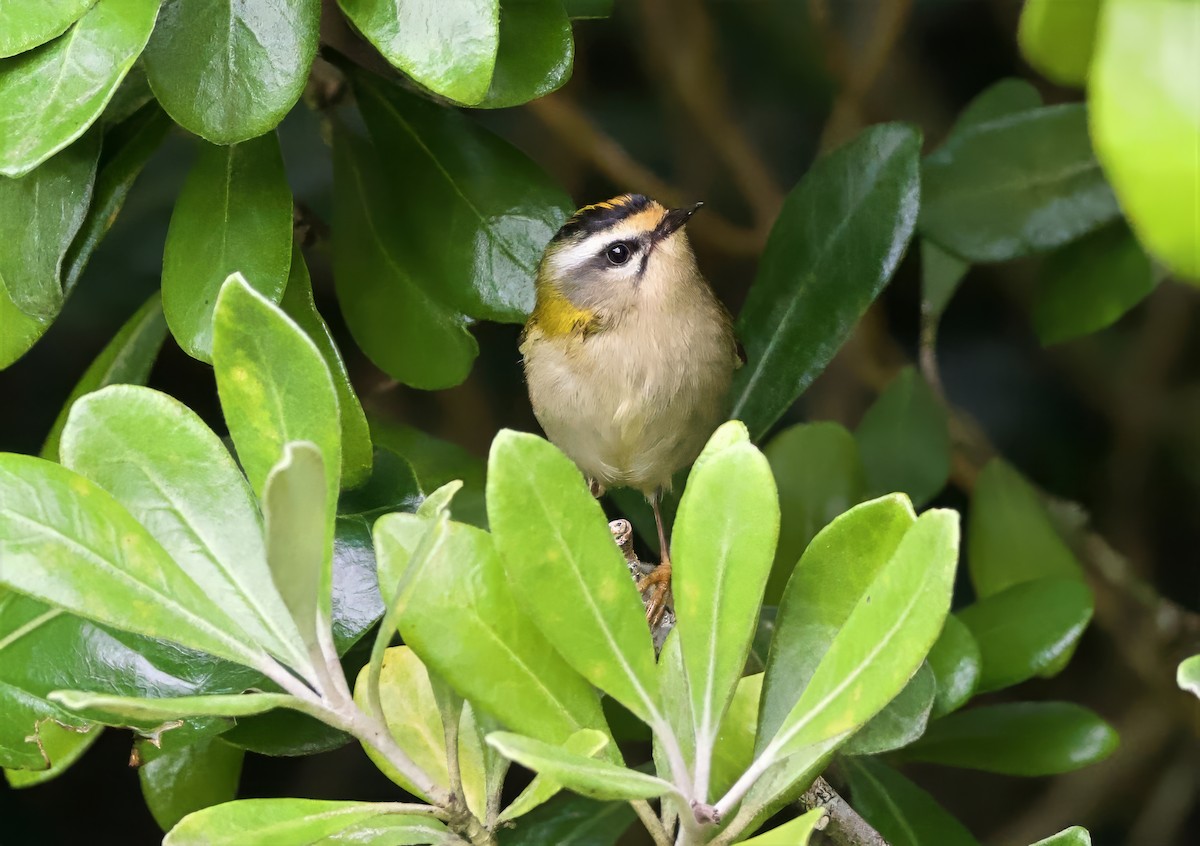 Common Firecrest - ML643528891