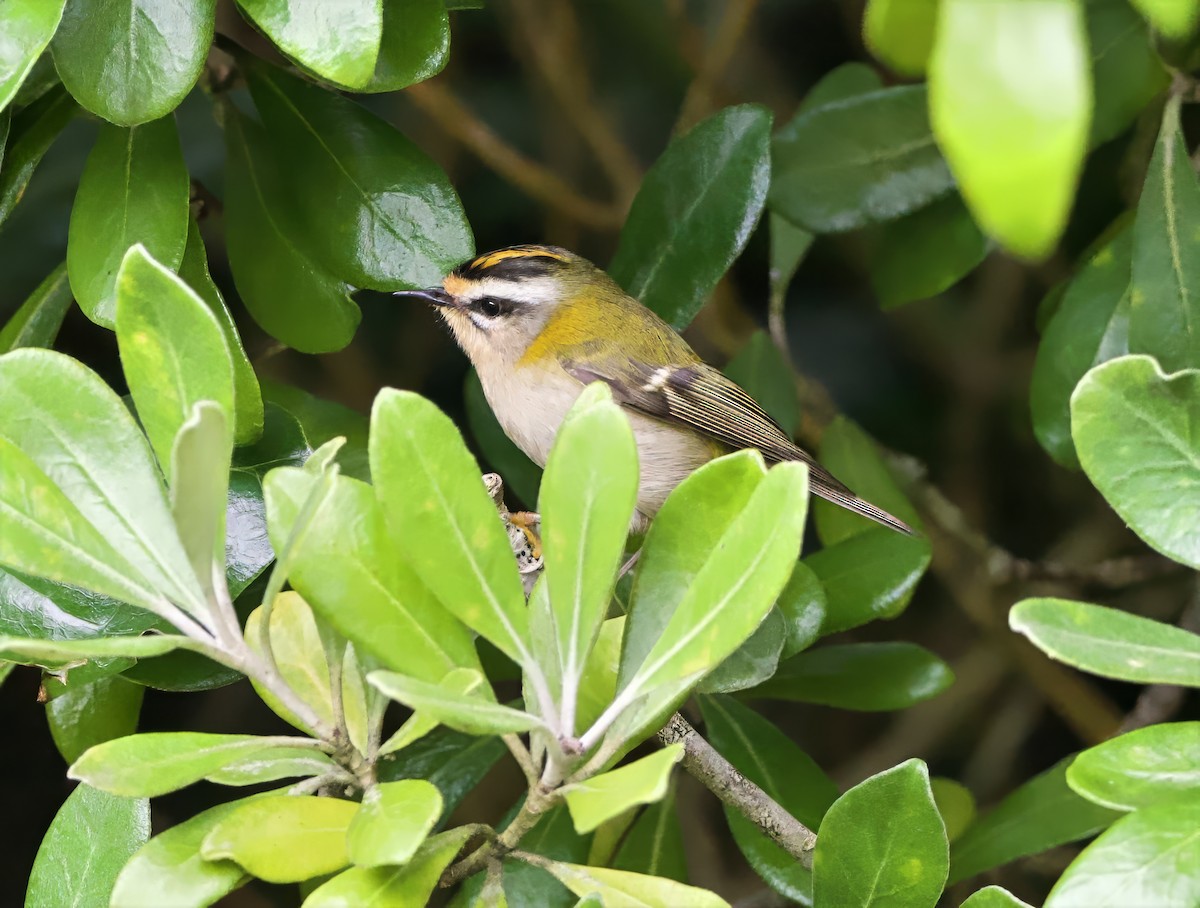 Common Firecrest - ML643528892