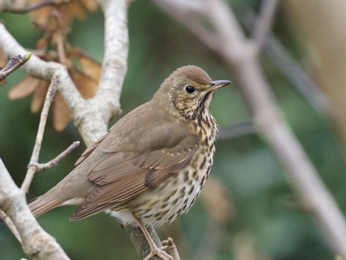 Song Thrush - ML643528893