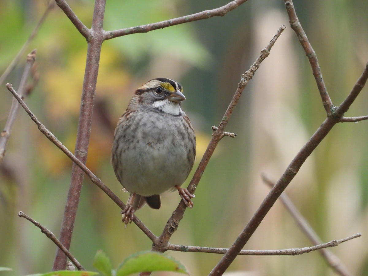 White-throated Sparrow - ML643528904