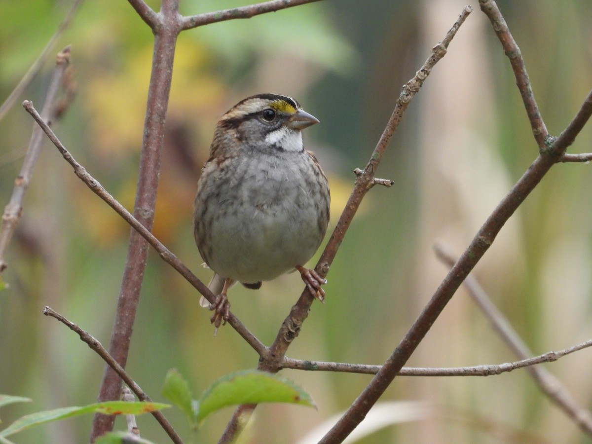 White-throated Sparrow - ML643528905