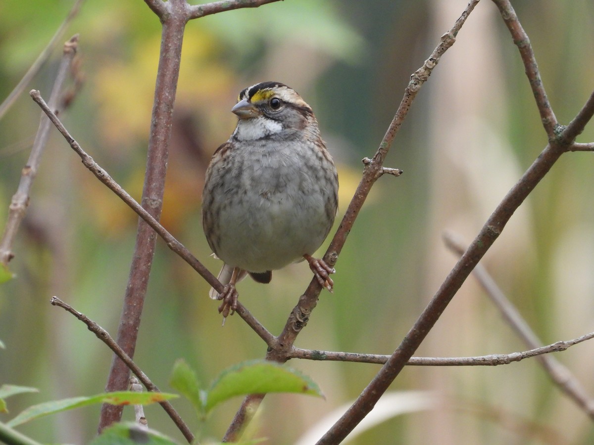 White-throated Sparrow - ML643528906