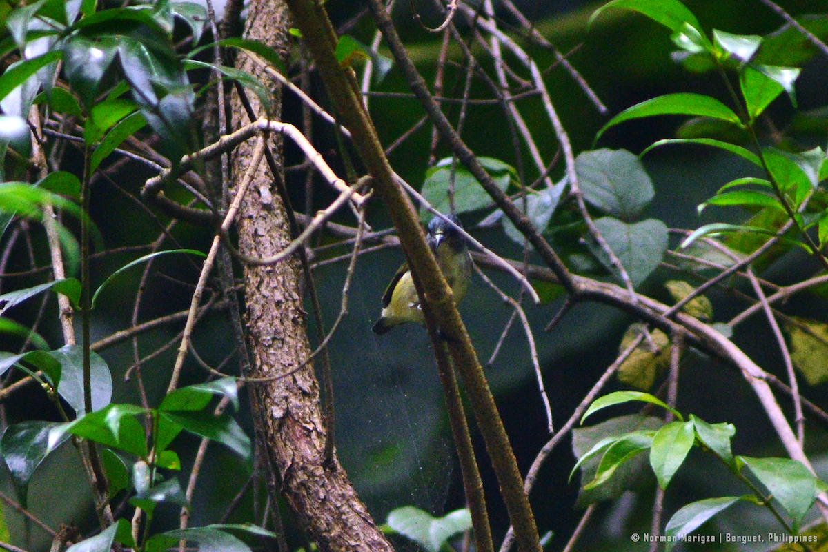 Zwergmistelfresser - ML643528914