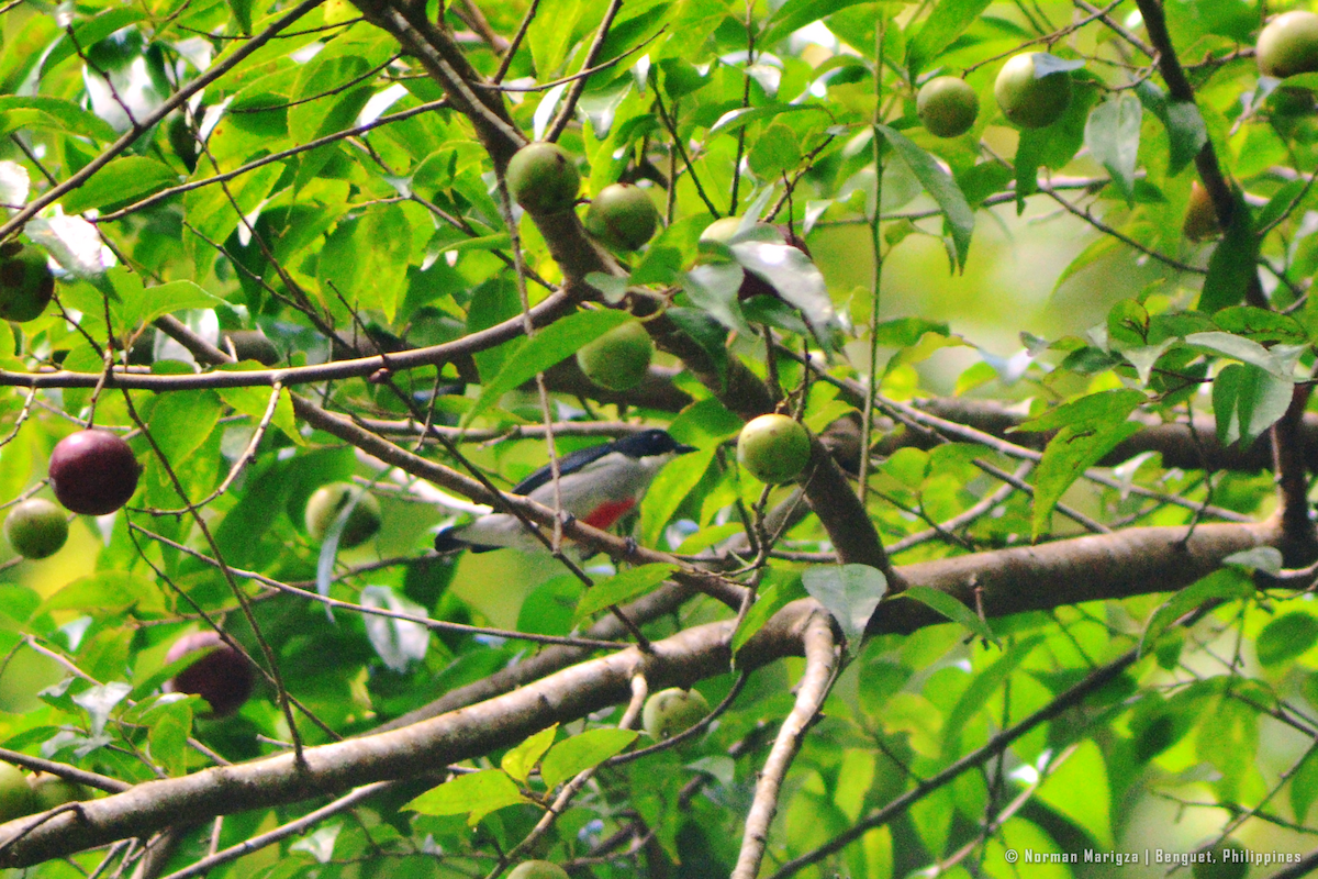 rødkjølblomsterfugl - ML643528919