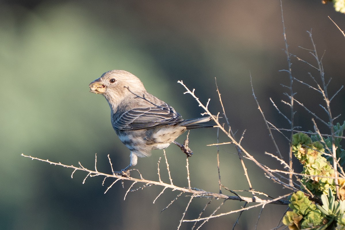 House Finch - ML643528941