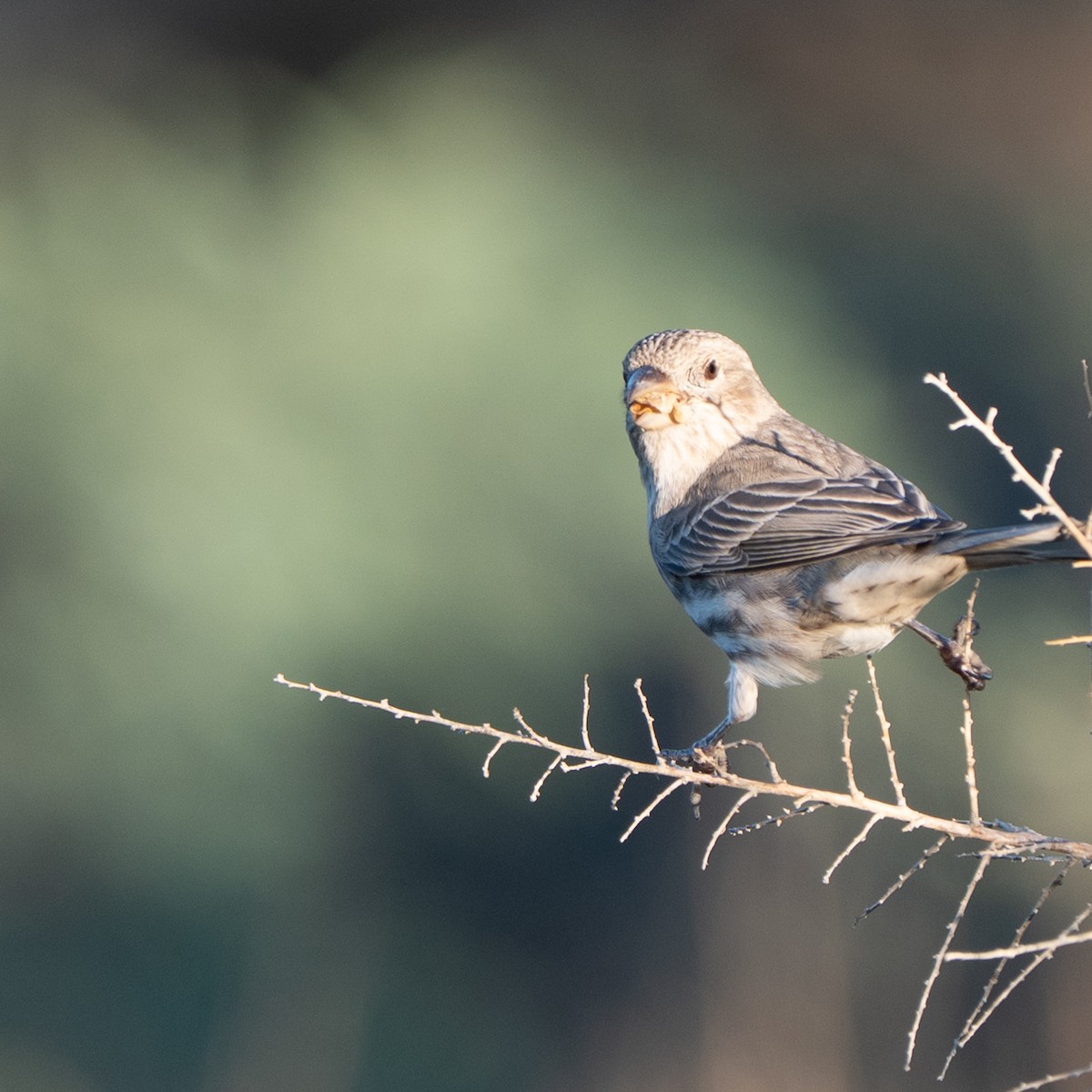 House Finch - ML643528942